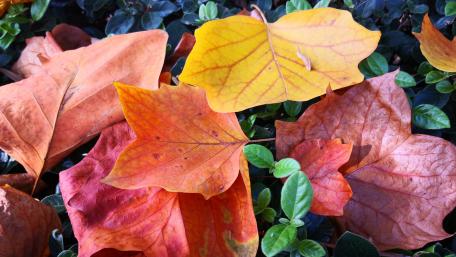 Fall leaves wallpaper