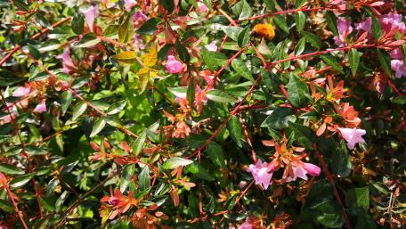 Vibrant Blossoms in Blooming Greenery wallpaper