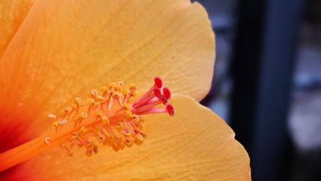 Vibrant Hibiscus Blossom Close-up Inspiration wallpaper