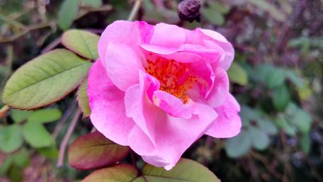 Delicate Pink Rose in Bloom wallpaper