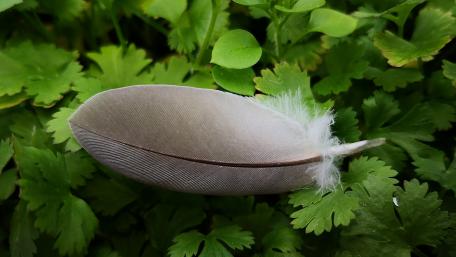 Delicate Feather Amidst Lush Greenery wallpaper