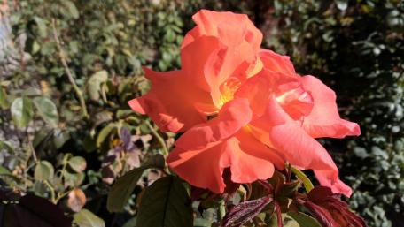 Vibrant Orange Rose Blooms Stunningly Graceful in Nature's Embrace wallpaper