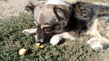 Curious Dog Enjoying a Snack in Nature wallpaper