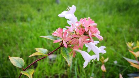 Delicate Blooms of Springtime Beauty wallpaper