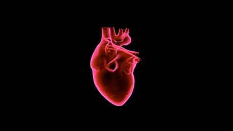 Muscular heart wallpaper