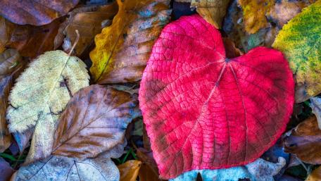 Natural heart shape wallpaper