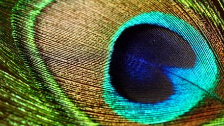Peacok feather wallpaper
