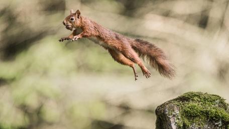 Jumping squirrel with a nut wallpaper