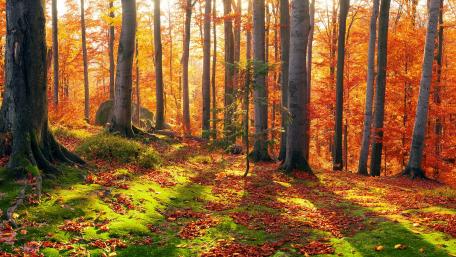 Mossy fall forest wallpaper