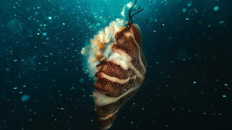 Jellyfish near bubles wallpaper