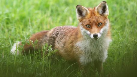 Red fox wallpaper