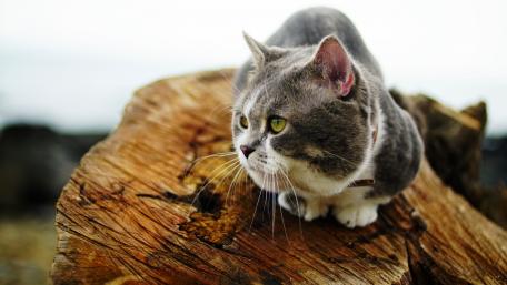 Curious Cat on a Log wallpaper