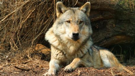 Majestic Wolf in Nature's Embrace wallpaper