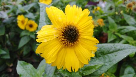 Bright and Cheerful Yellow Flower Wallpaper wallpaper