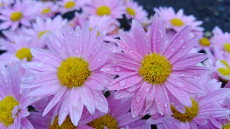 Delicate Pink Daisies with Raindrops Glow Brightly wallpaper