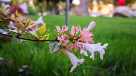 Delicate Pink and White Blooming Flowers wallpaper