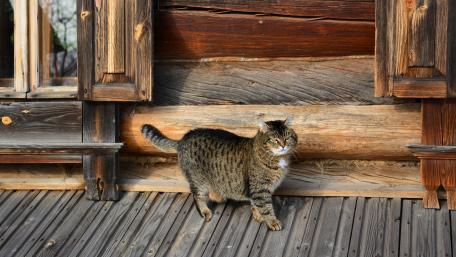 Fat cat wallpaper