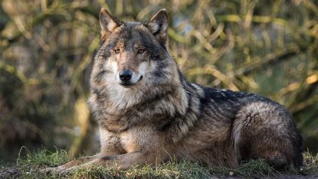 Beautiful wolf wallpaper