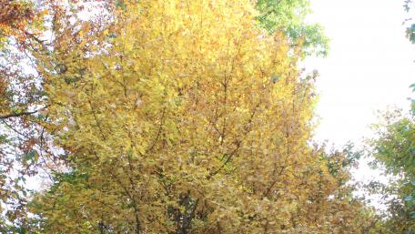 Golden Autumn Leaves Shining Brightly wallpaper