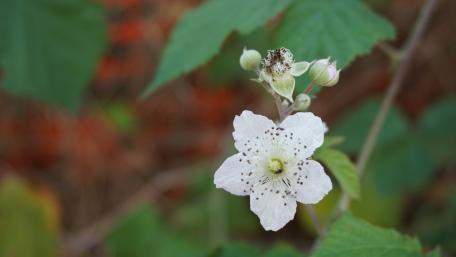 Blurred white flower wallpaper