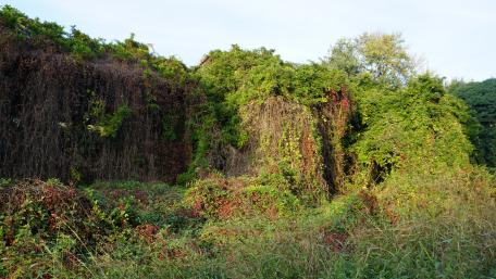 Lush Green Overgrowth in Nature's Embrace wallpaper