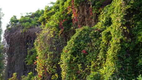 Lush Greenery Embracing Nature's Beauty wallpaper