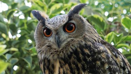 Owl wallpaper