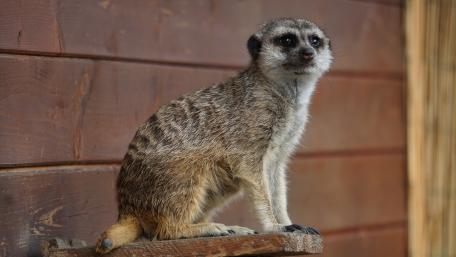 Curious Meerkat Observing Its Surroundings wallpaper