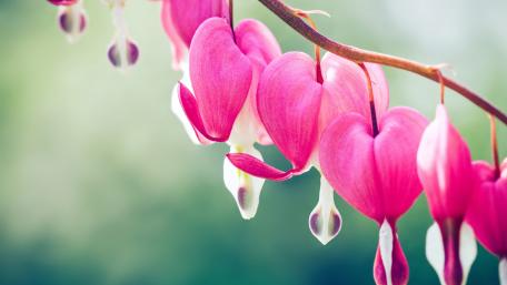Delicate Pink Blossom Blooms Beauty wallpaper