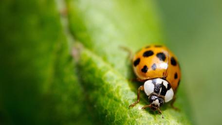 Yellow ladybug wallpaper