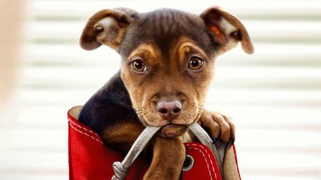 Puppy in a shoe wallpaper