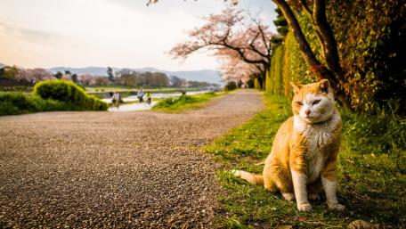 Cat in the park wallpaper