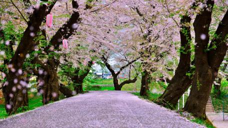 Cherry tree lane at blossom wallpaper