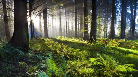 Forest sunlight wallpaper