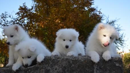 Samoyed dog puppies wallpaper
