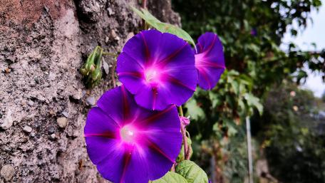 Vibrant Purple Blooming Beauty wallpaper