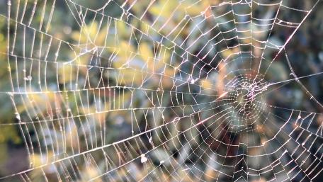 Delicate Intricacies of Nature's Webs wallpaper