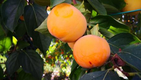 Delicious Ripe Apricots on a Branch wallpaper