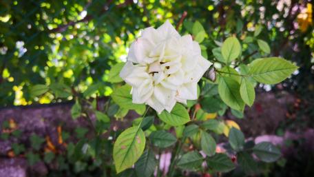 Elegant White Rose Surrounded by Lush Greenery wallpaper