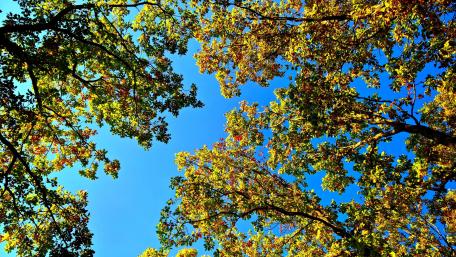 Blue sky with autumn leaves wallpaper