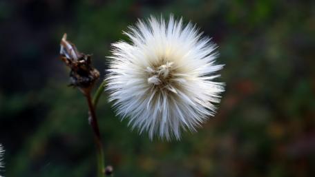 White flower on blurred background wallpaper