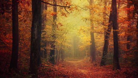 Autumn's Embrace in a Forest Trail wallpaper