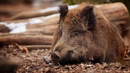 Majestic Wild Boar Lying in Nature's Embrace wallpaper