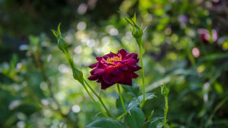 Purple Rose from Sri Lanka wallpaper