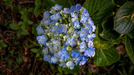 Hydrangea flower from Sri Lanka wallpaper