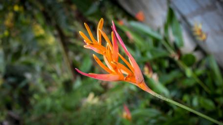 Heliconia flower from Sri Lanka wallpaper