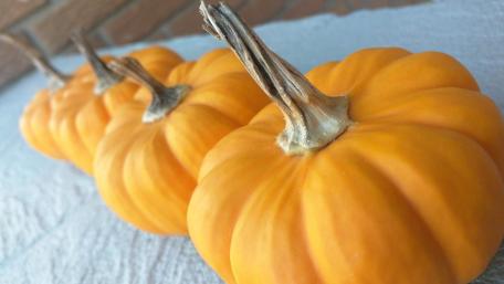 Pumpkins wallpaper