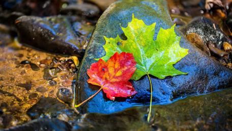 Green and red maple leaves wallpaper