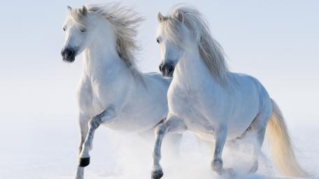 Running white horses wallpaper