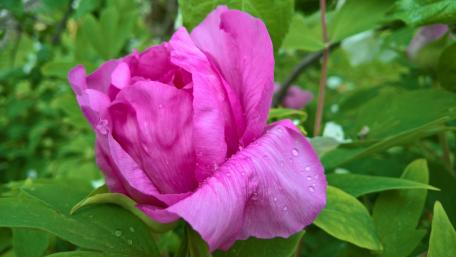 Flower with water drops wallpaper